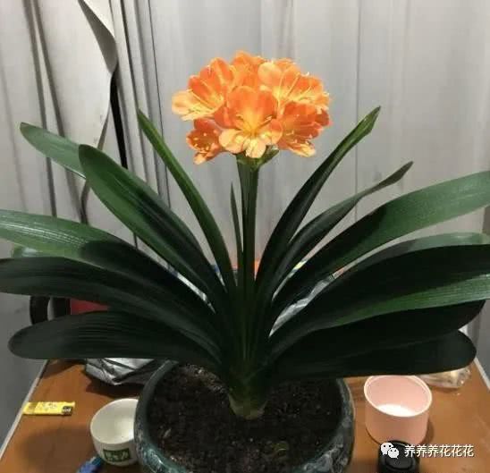 家庭如何养君子兰,打造室内绿意盎然
