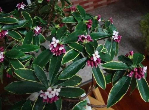 金边瑞香冬天怎么办,冬季养护金边瑞香攻略