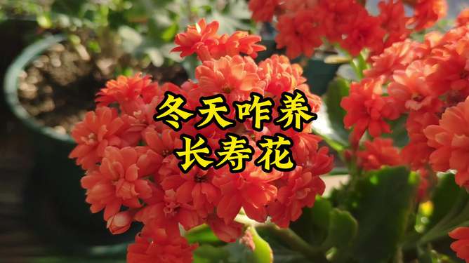 长寿花冬天怎么养,温暖的家,长寿花的避风港