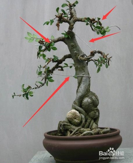 为什么榆树盆景要多光照,榆树盆景生机盎然之谜揭晓
