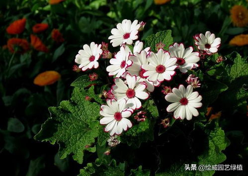 瓜叶菊花期如何浇水,把握最佳时机,助力花朵绽放