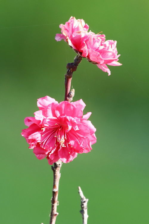 春天有哪些花卉 名称,赏心悦目的春季花卉盛宴