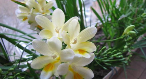 香雪兰怎么养,从种植到绽放的全方位指南