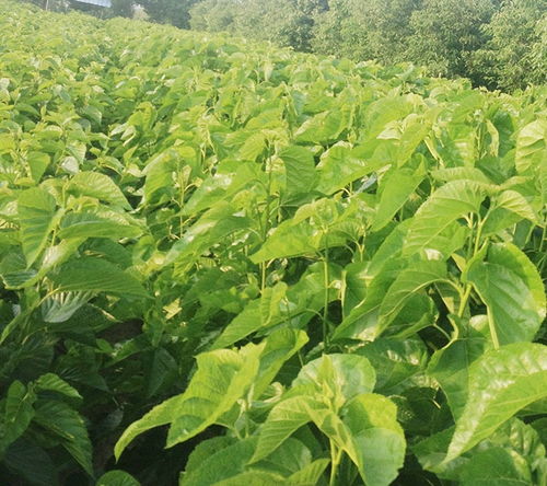 什么水果苗能种在南方