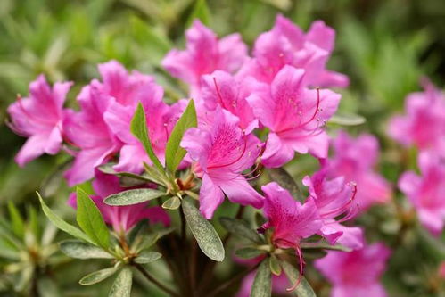 杜鹃花花语是什么,爱的喜悦与永恒的象征