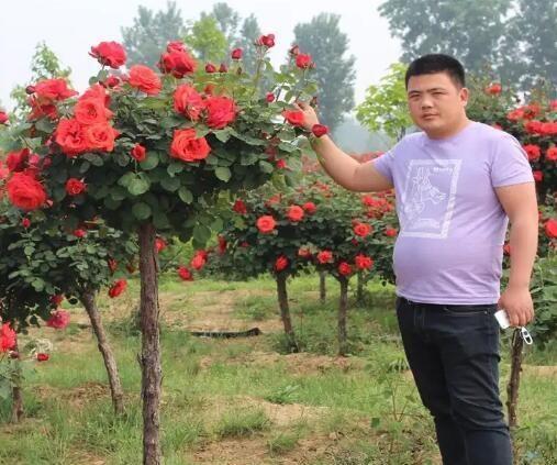 月季老桩没活能活吗怎么养,月季老桩的复活艺术