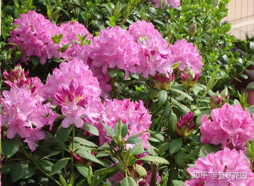 杜鹃花怎么养家庭养法,打造美丽家园的秘诀