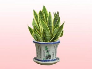 虎皮兰花语是什么,坚韧之花,寓意坚定与刚毅