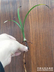 对红怎么分盆,探寻土壤色彩背后的种植奥秘