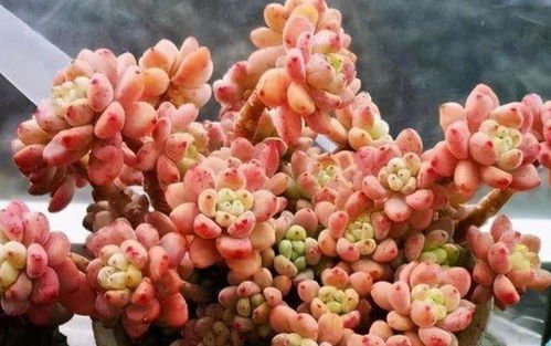 劳尔用什么肥,绿色养护,助力植物茁壮成长