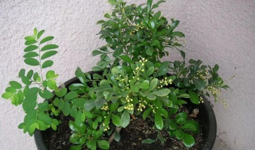 米兰盆栽怎么种植方法,轻松打造家居绿意盎然