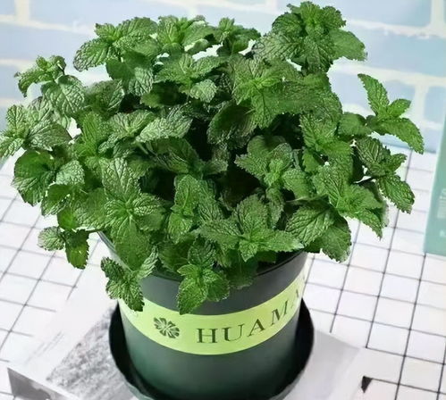 夏季种什么草驱蚊