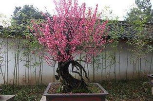 梅花花后如何修剪,梅花花后修剪技巧解析