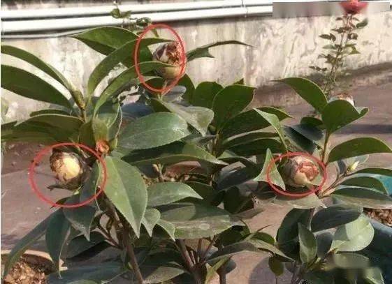 茶花花苞多久开放一次,多久绽放一次？