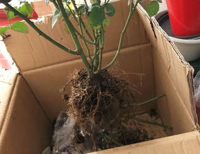 新花到家多久施肥,掌握施肥黄金期，助其茁壮成长