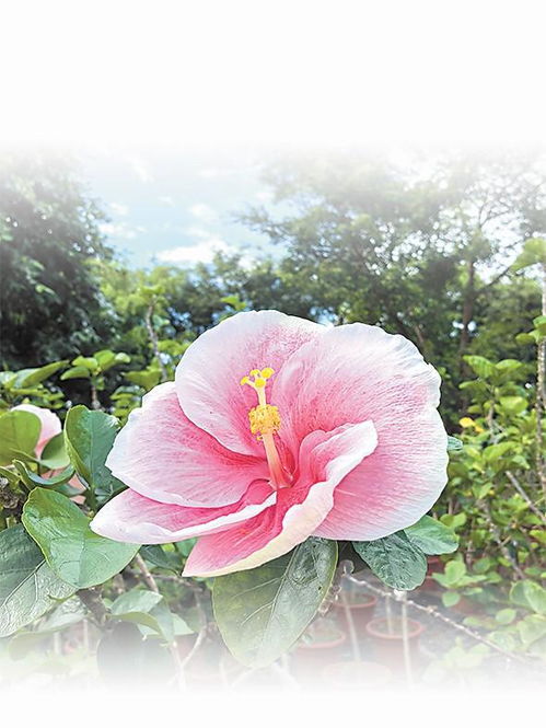花有什么品种