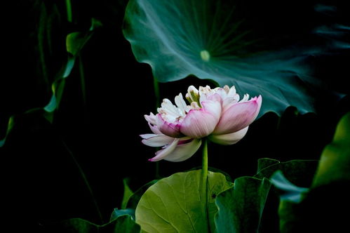 有什么花是莲,探寻莲花的生长与美丽
