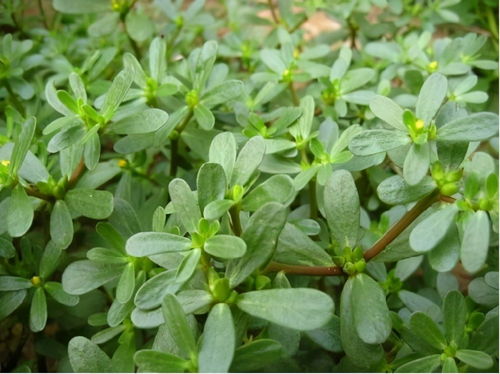 马齿菜花怎么养,从播种到收获的全程指南