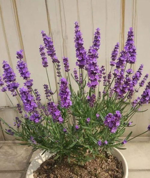 薰衣草花怎么养,从播种到绽放的全程攻略