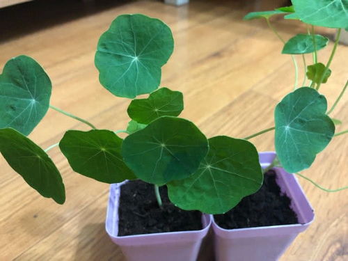 溥荷怎么繁殖,自然与人工培育的绿色奇迹