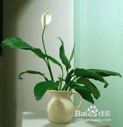 白掌用什么肥料,揭秘白掌的理想肥料选择