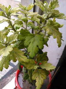 菊花为什么掉叶子,探寻植物生理现象背后的奥秘