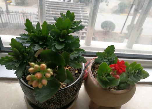 长寿花喜欢怎么养,打造健康长寿之花