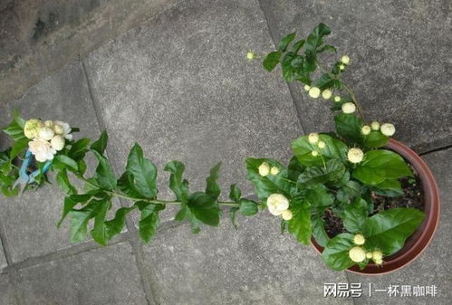 如何养好盆栽虎头茉莉,打造家中绿意盎然的小花园