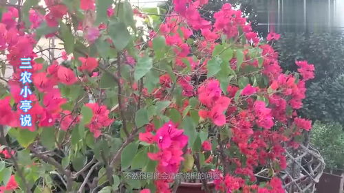 三角梅掉花怎么回事,三角梅掉花，原来是这些“小秘密”在作怪