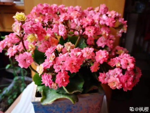 秋冬天种什么花,打造温馨室内花园