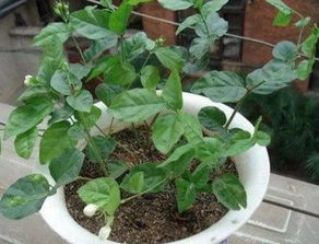 茉莉花可以存活多久,绽放与永恒的瞬间