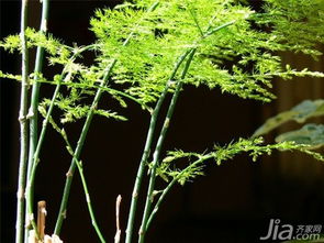 植物文竹怎么养殖方法,打造室内绿色空间的秘诀