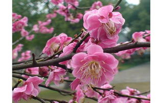 紫玉兰长什么样,花中仙子,春日里的优雅使者