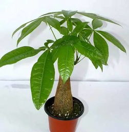发财树如何让它快速瘦,打造轻盈美姿