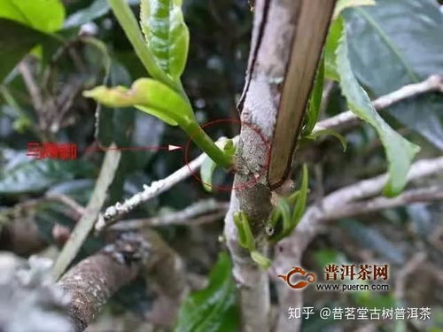 马蹄脚怎么繁殖,传承与创新之路