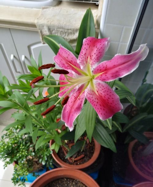 百合怎么种植,从选种到养护的实用指南