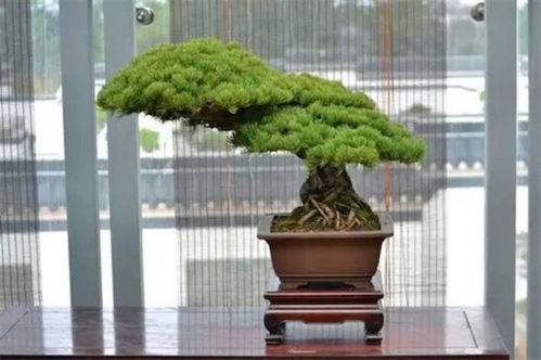 花树盆景用什么肥料,肥料选择与搭配技巧