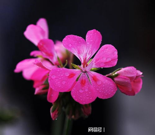 木槿怎么插活,培育新生命的绿色奇迹