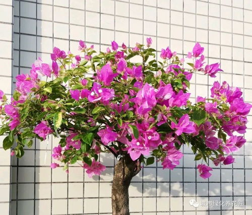 三角梅如何修剪造型,打造美丽花墙的秘籍