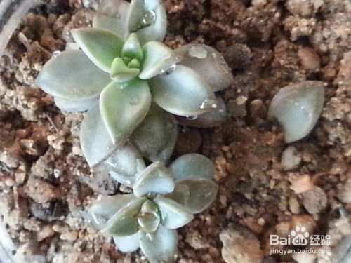 肉肉植物如何种植,打造你的多肉花园