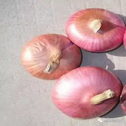 洋葱种子在什么温度发芽,适宜温度下的生长奥秘