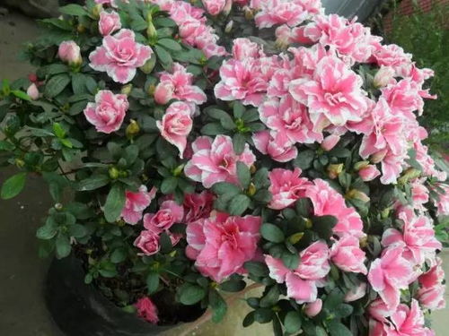 杜鹃花什么时候开,杜鹃花开时节