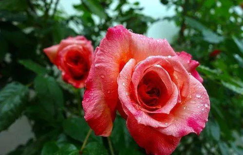 怎么配士苏爬体月季花视频