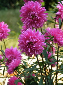 主要的花有哪些,探寻百花争艳的自然画卷