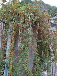 什么植物爬藤能结果,揭秘爬藤植物的果实奥秘