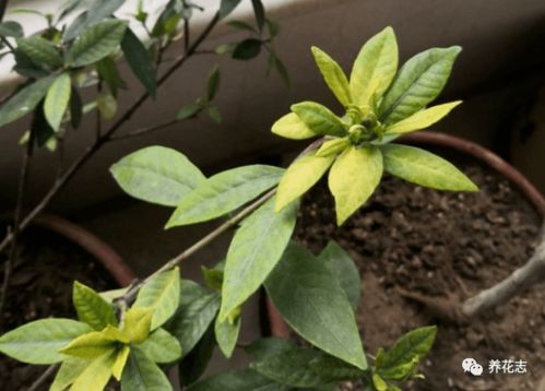 如何防治花卉烂根,从预防到救治的全方位指南