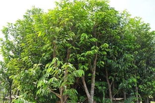 怎么分别香木盆景