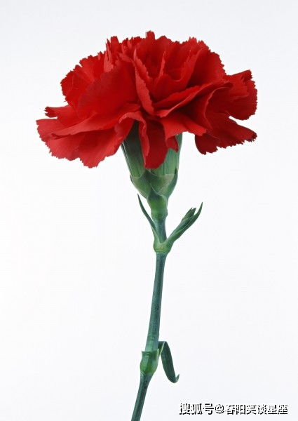 康乃馨的长相图文并茂是什么,花中圣母，色彩斑斓的温柔使者
