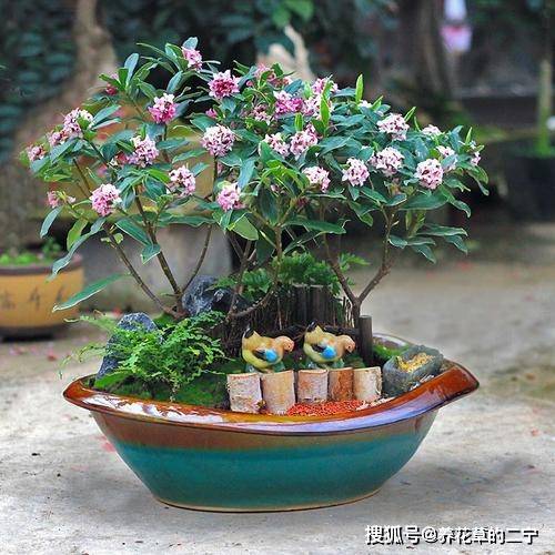 什么盆栽花香味浓郁,打造家中自然香氛角落