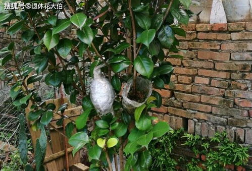 青苔养花有什么好处,绿色养护，焕发植物生机